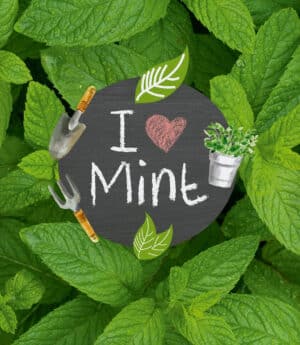 I Love Mint