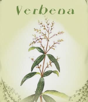 Verbena